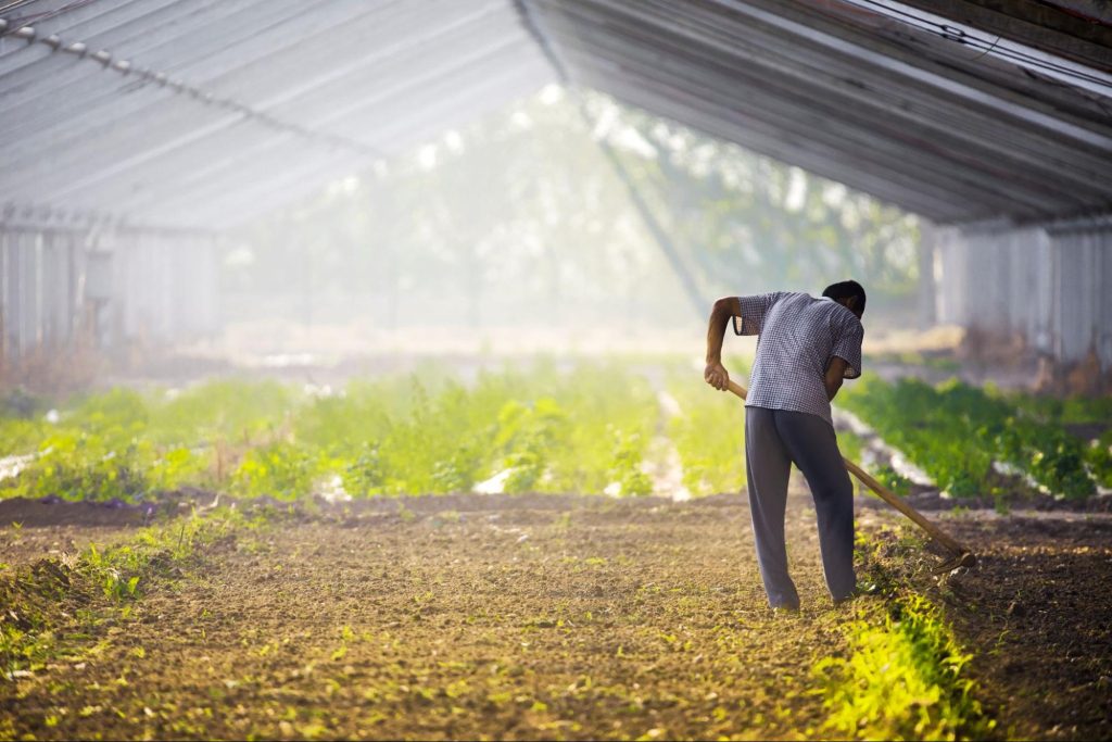 Man tensing plants in large greenhouse.