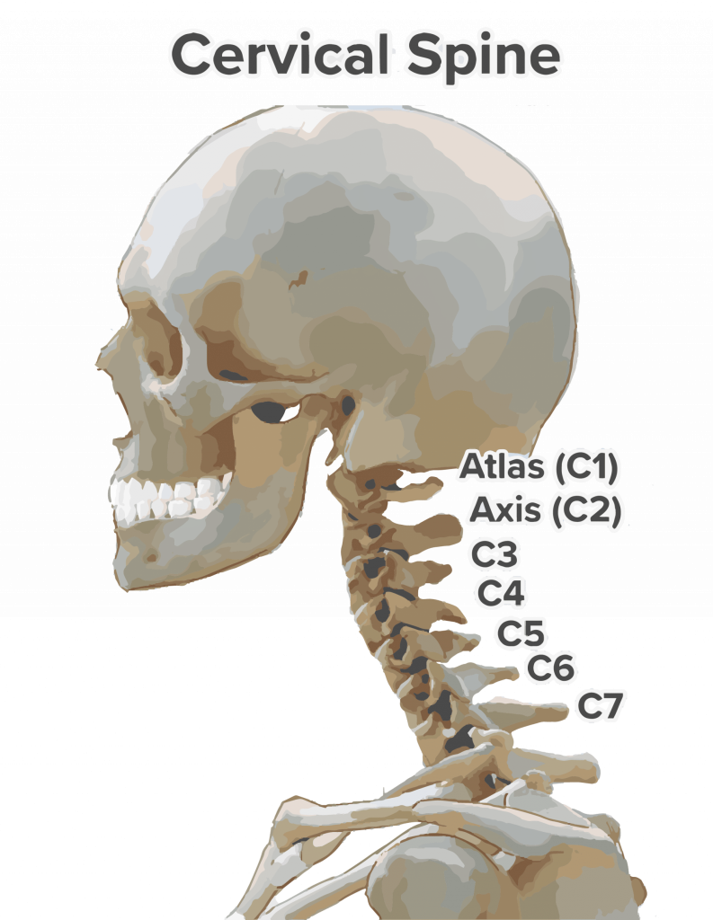 https://www.bryantpsc.com/wp-content/uploads/2021/09/Cervical-spine-anatomy-793x1024.png