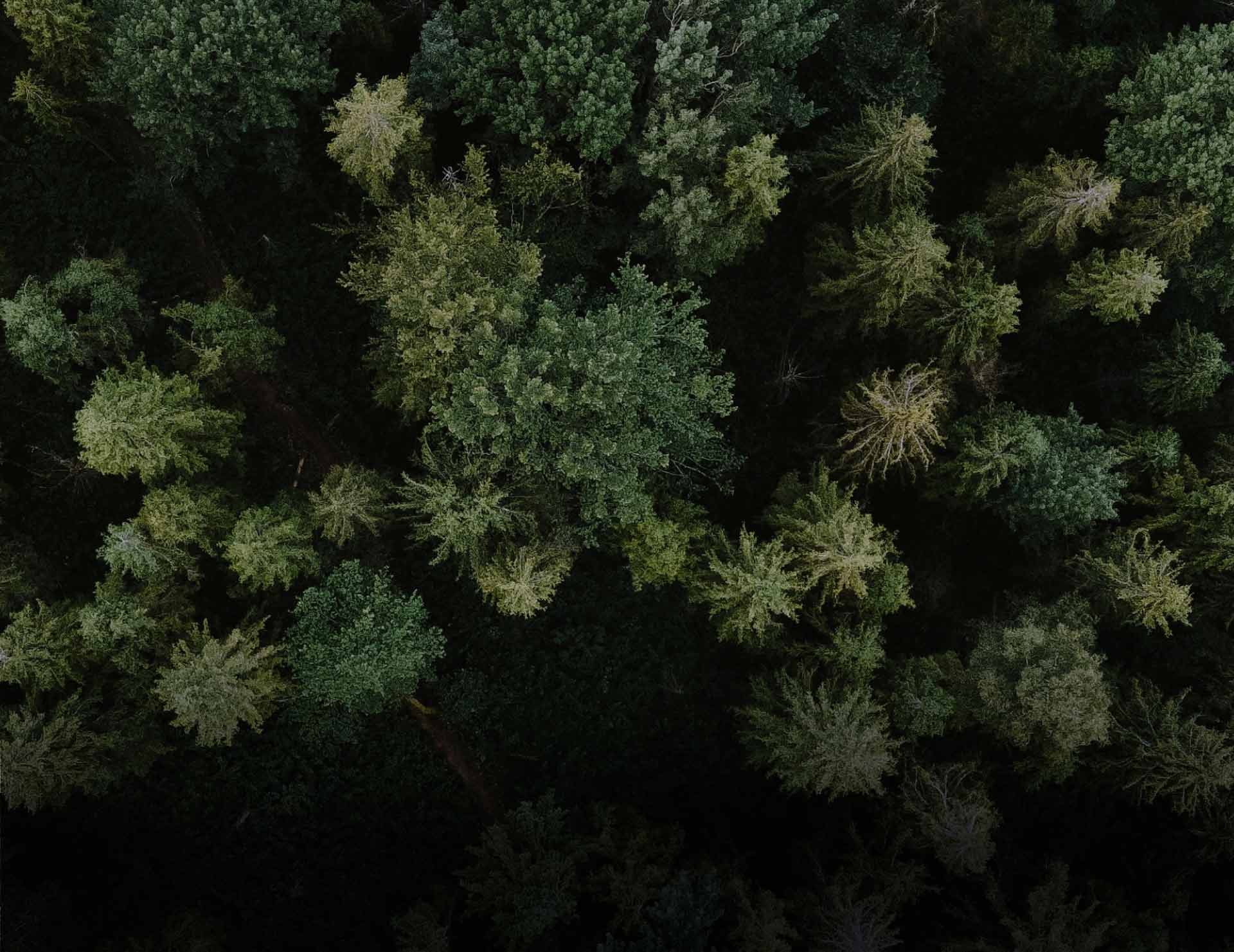 Green trees from above